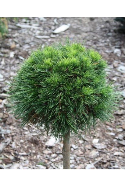 Pinus mugo Varella (shtamb)